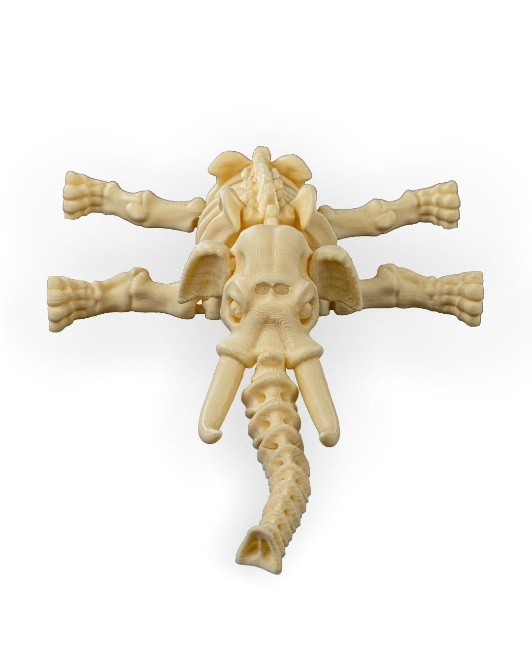 Skeleton Elephant