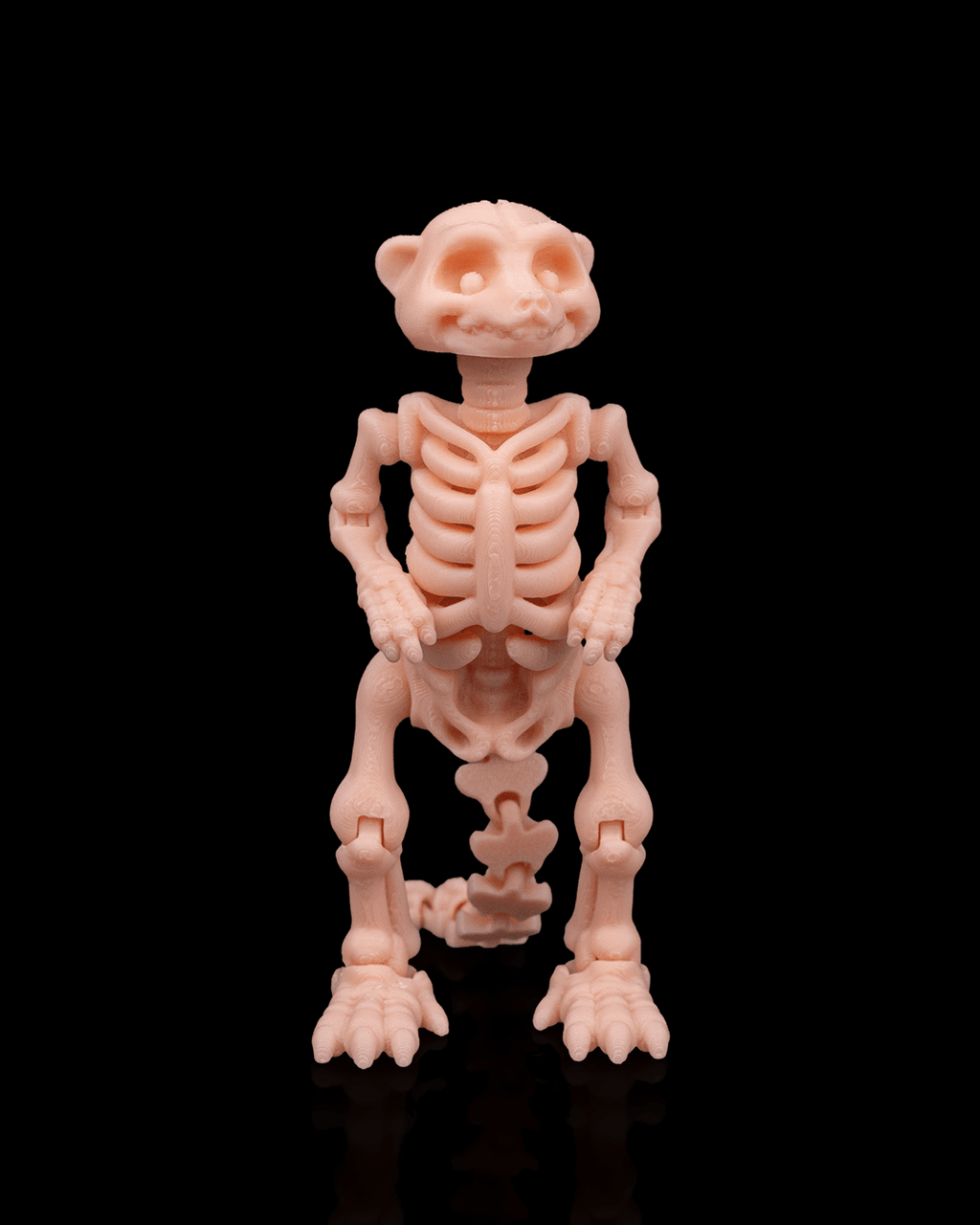 Skeleton Meerkat
