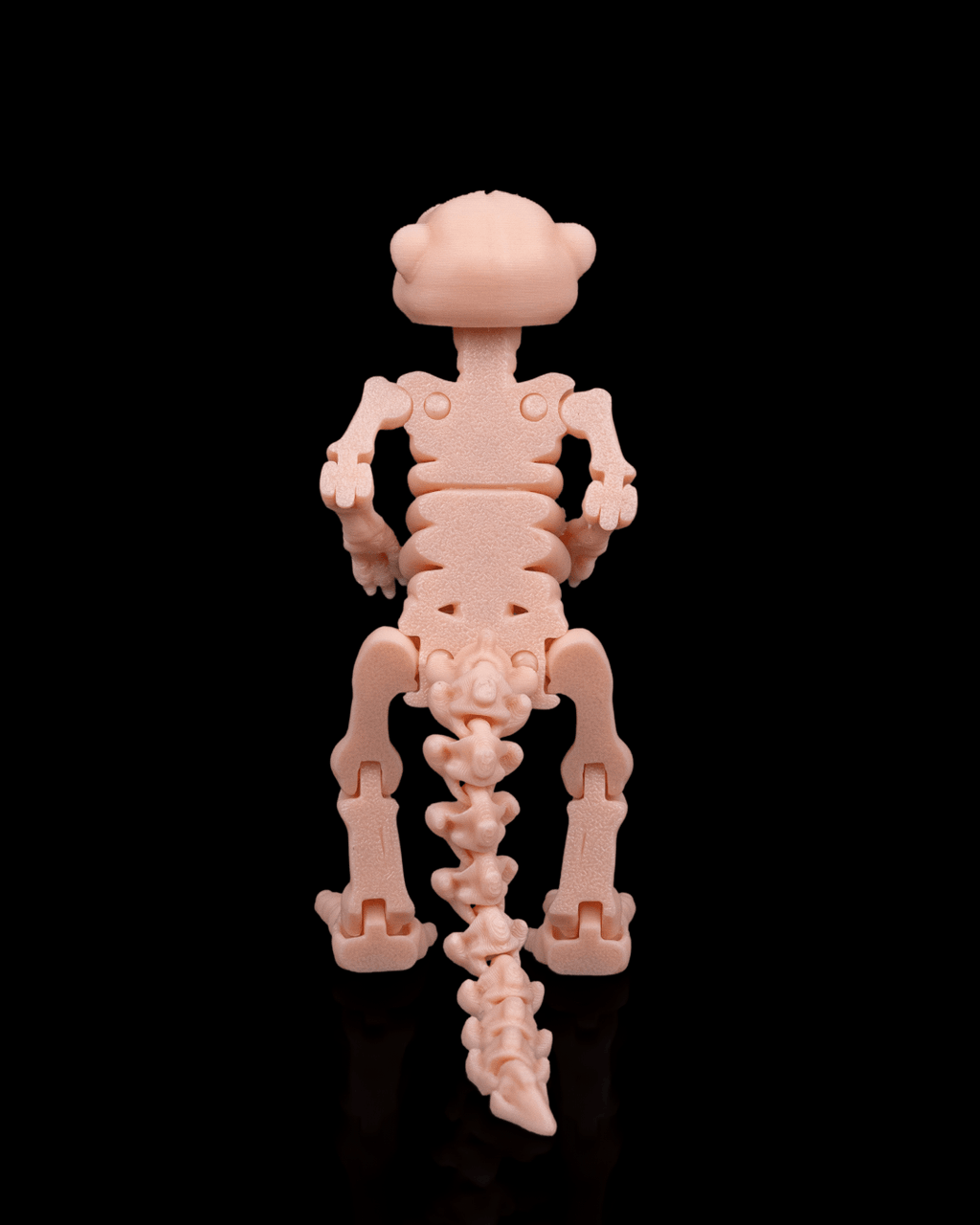 Skeleton Meerkat