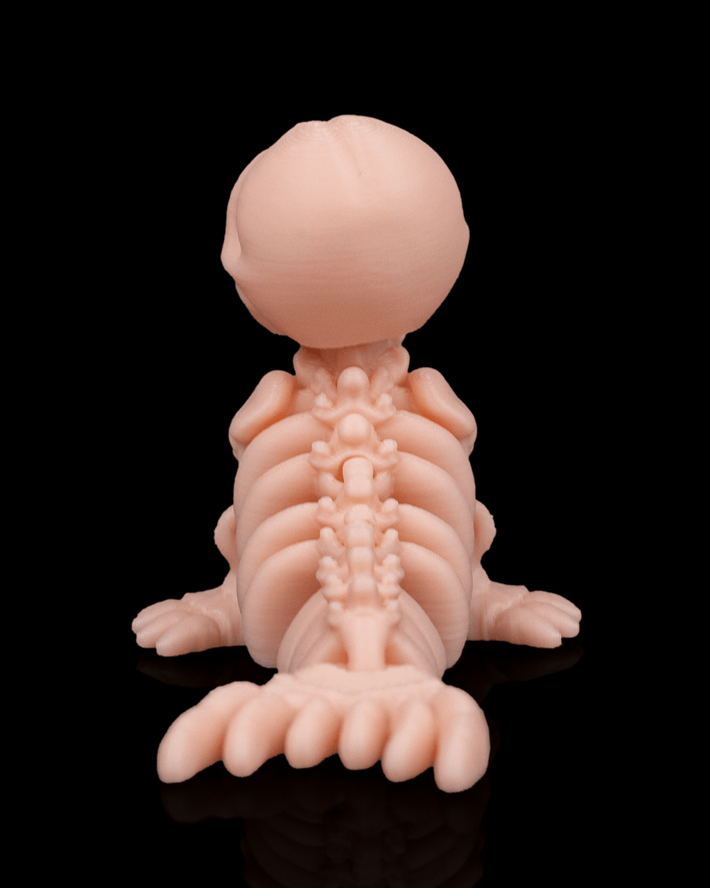 Skeleton Seal