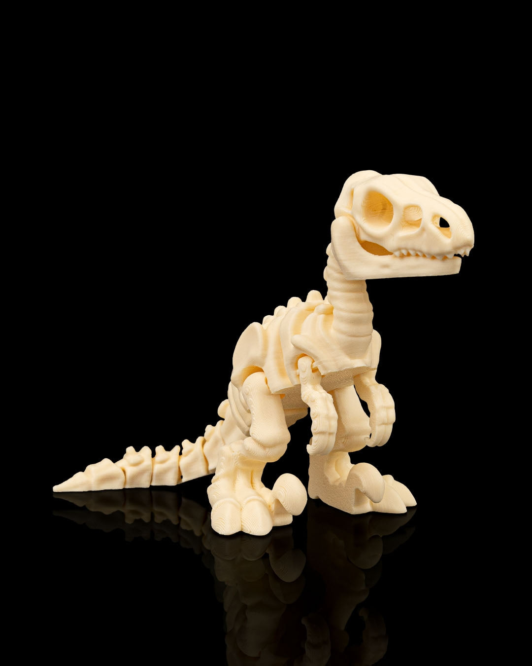 Skeleton Velociraptor